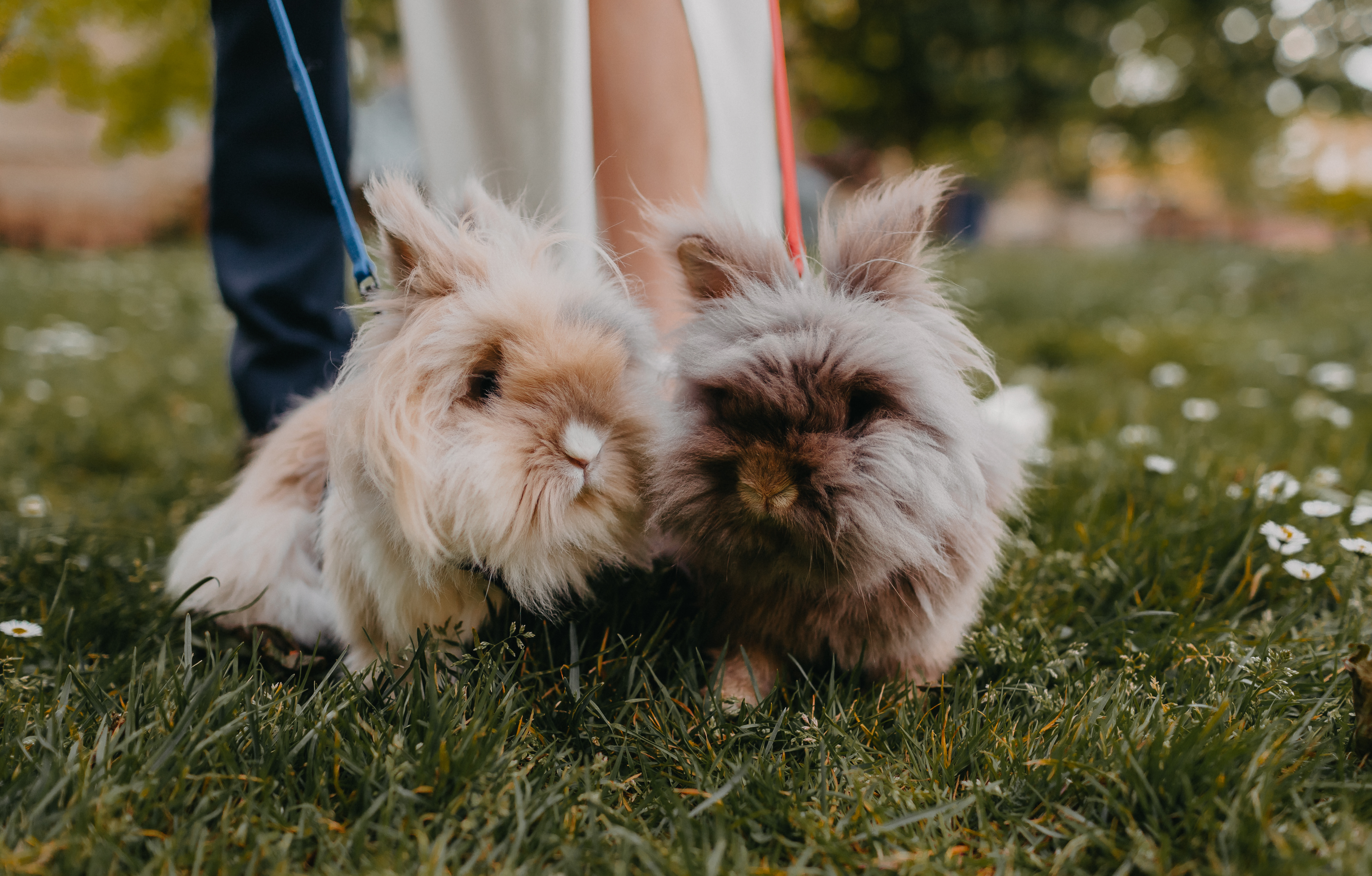Danielle Zhu's pets, her two lionhead bunnies